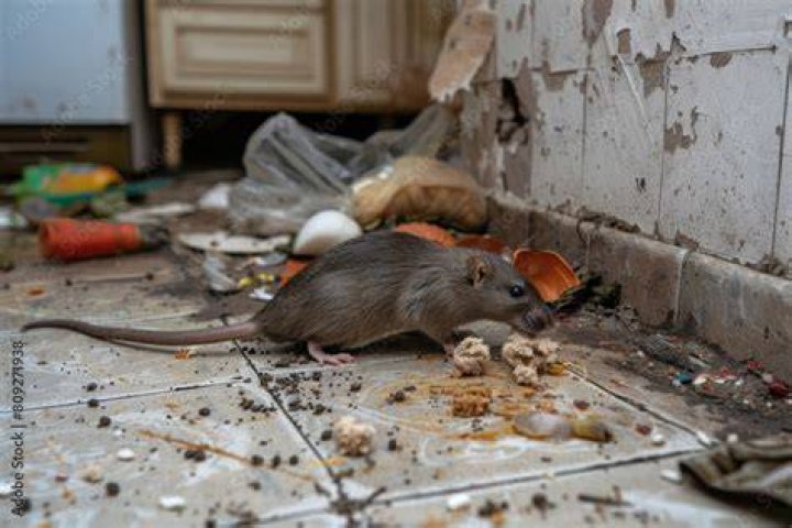 Rat Scrounging For Food
