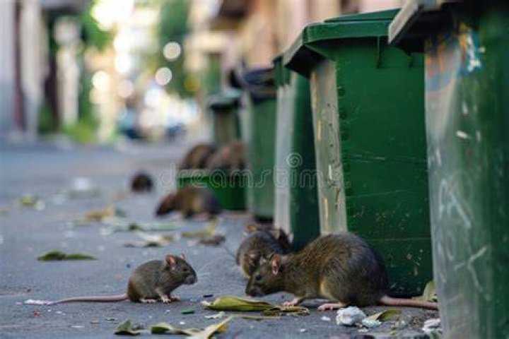 Rats And Trash Bin