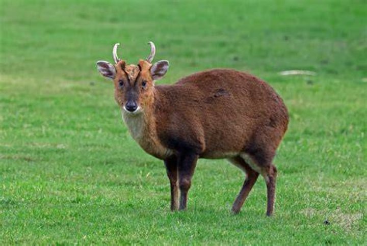 Red Muntjac