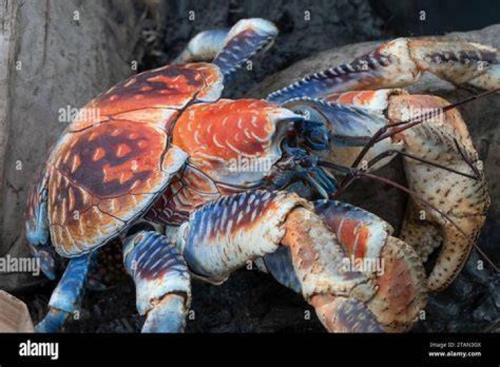Robber Crab
