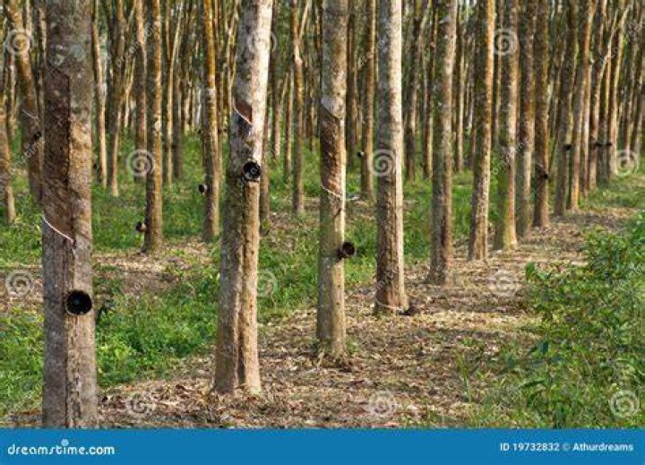 Rubber Plantation