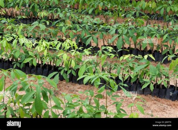Rubber Seedlings
