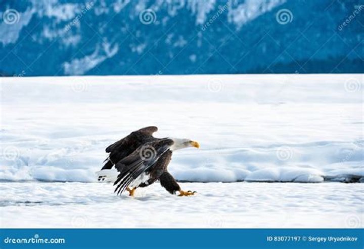 Running Eagle