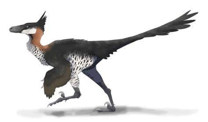 Saurornithoides Mongoliensis