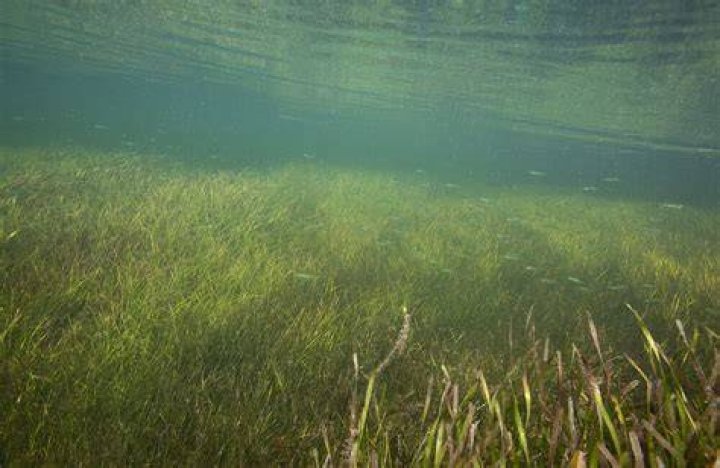 Seagrass Meadow