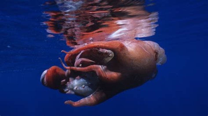 Seven Armed Octopus Glob