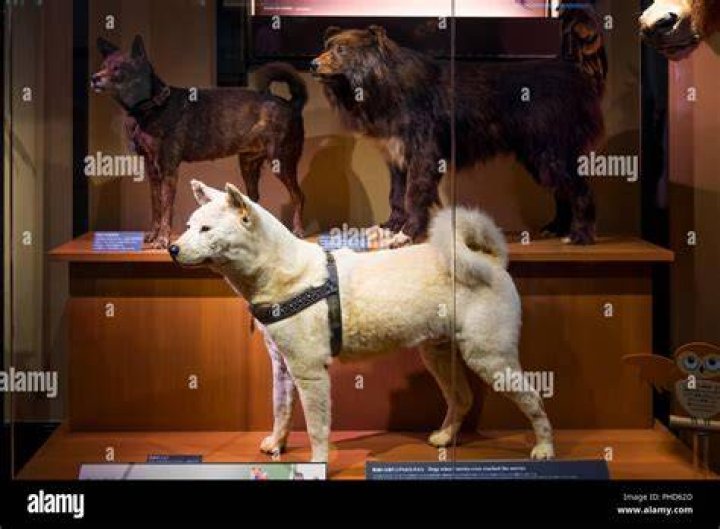 Stuffed Hachiko