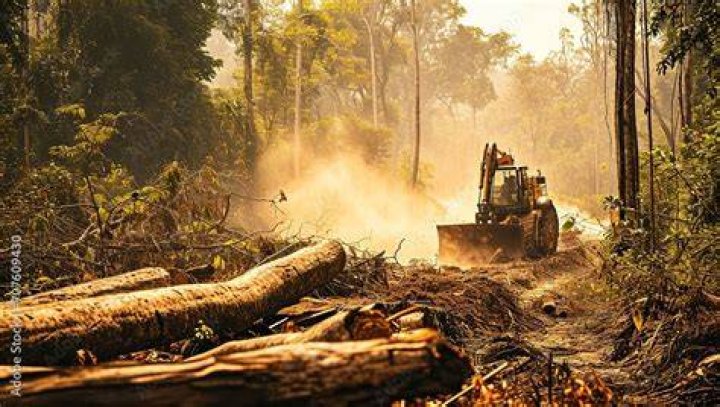 The Forest Was Cleared