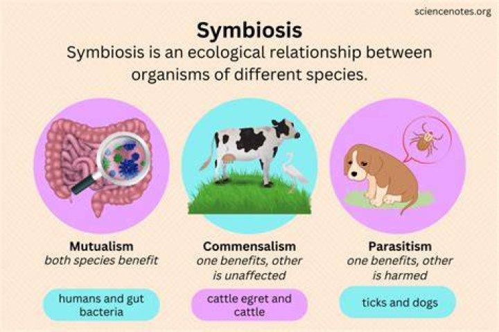 The Symbiotic Relationship Between The Rabbit And The Black Panther Chapter 129 plot