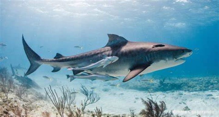 Tiger Shark In The Bahamas