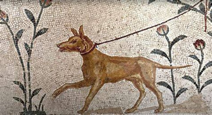 Tiny Roman Dog Breed
