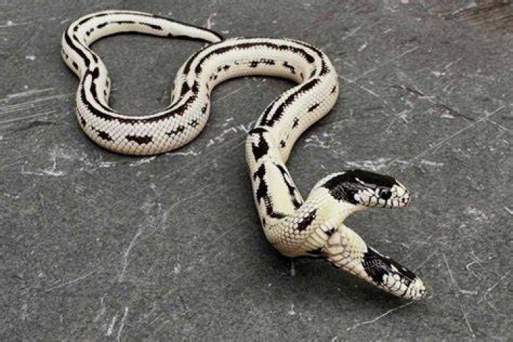 Two Headed Snake Rock