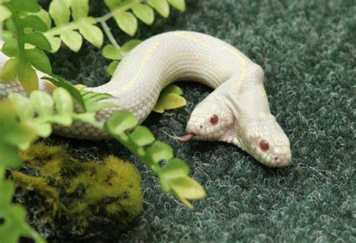 Two Headed Snake