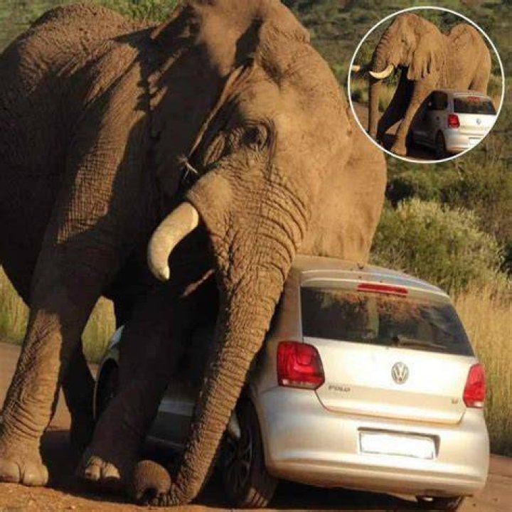 Vehicle Damaged By Elephants
