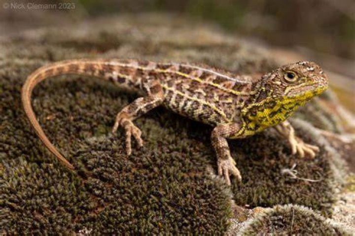 Victorian Grassland Earless Dragon