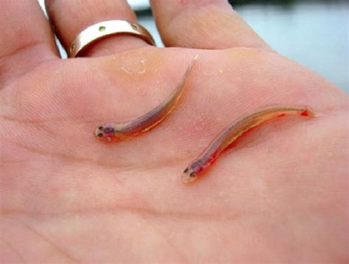 Weird Parasites Candiru Hand