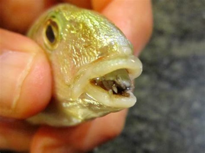 Weird Parasites Exigua Pale