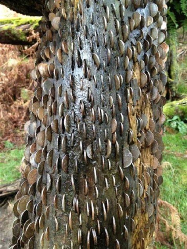 Wishing Trees Coins