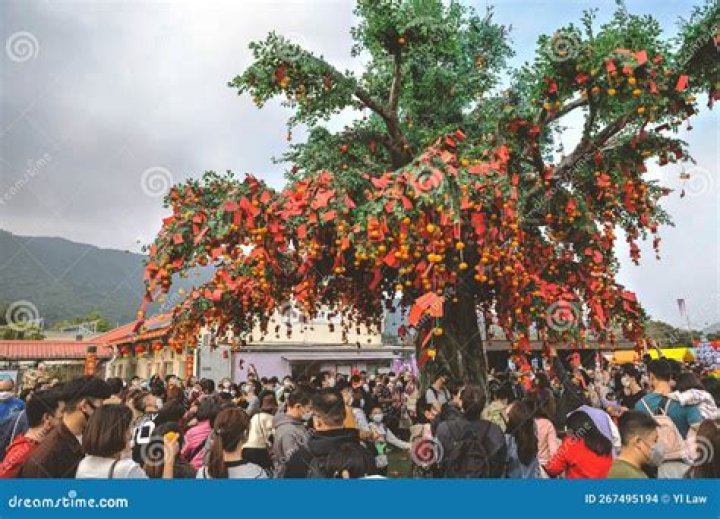 Wishing Trees Tai Po