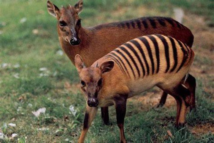 Zebra Duiker